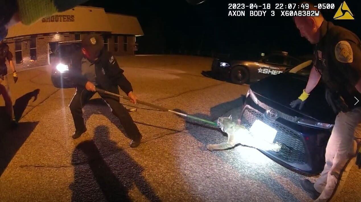 It s a big one Portage County officers pull bobcat from car s front grill