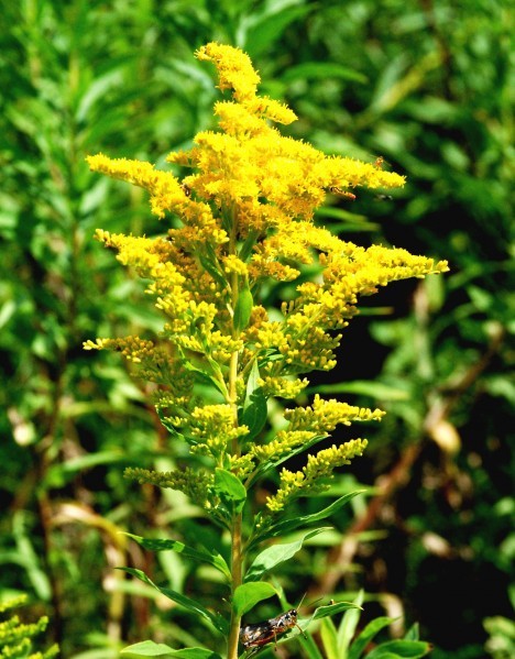 Meadow goldenrod a common sight in autumn fields | Outdoors ...