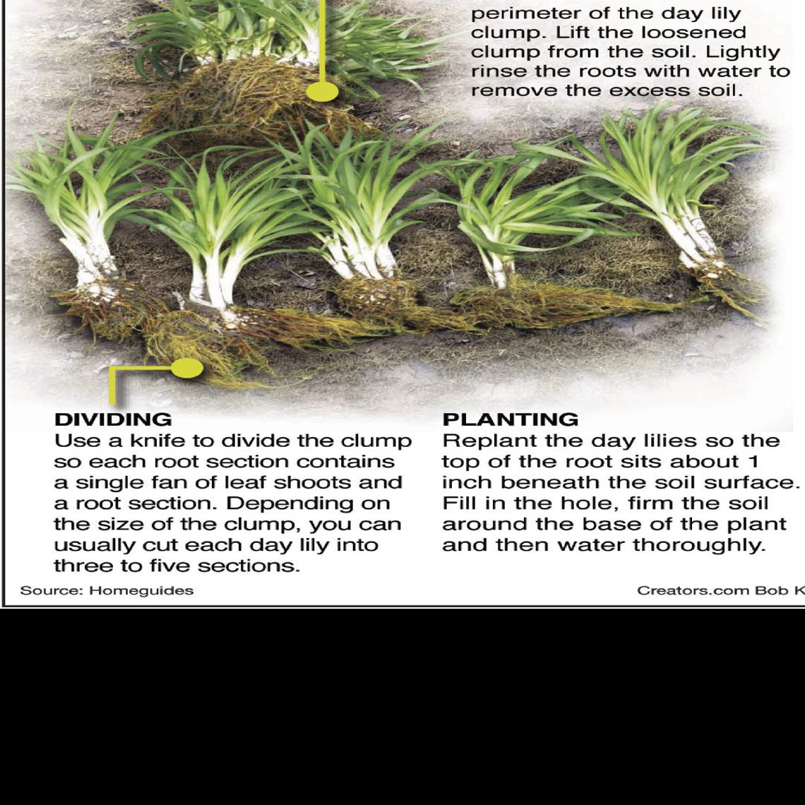 Early Fall Best Time For Dividing Daylilies Siouxland Homes Siouxcityjournal Com