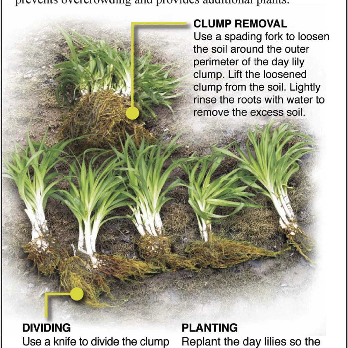 Early Fall Best Time For Dividing Daylilies Siouxland Homes Siouxcityjournal Com