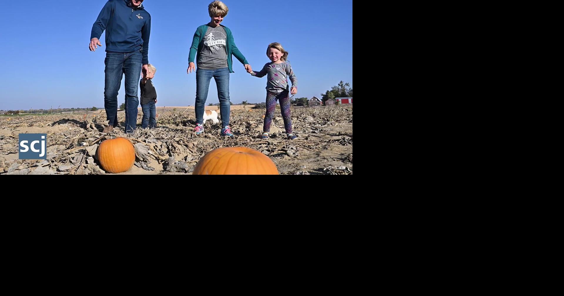 Holly View Acres corn maze and pumpkin patch aims to provide a fun ...
