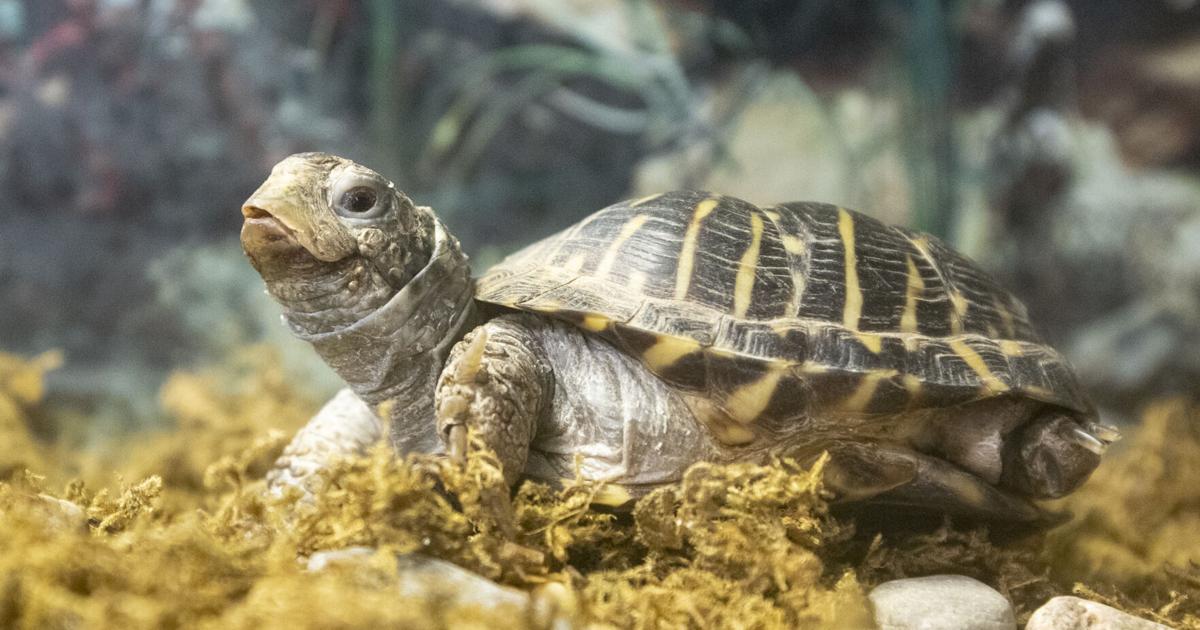 State Turtle Nebraska names the prairie-loving ornate box turtle its state reptile ...