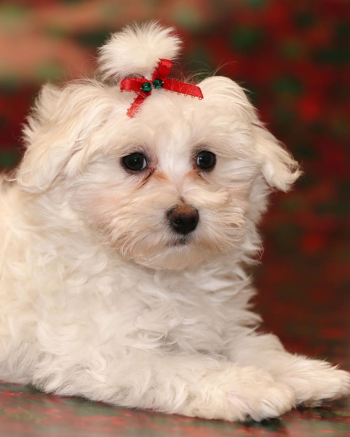 Aspen, the 2016 Little Yellow Dog