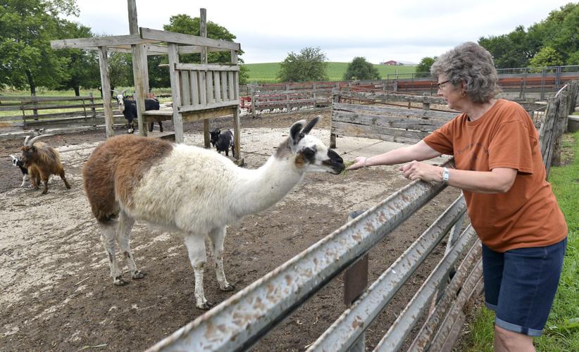 Pumpkinland llama