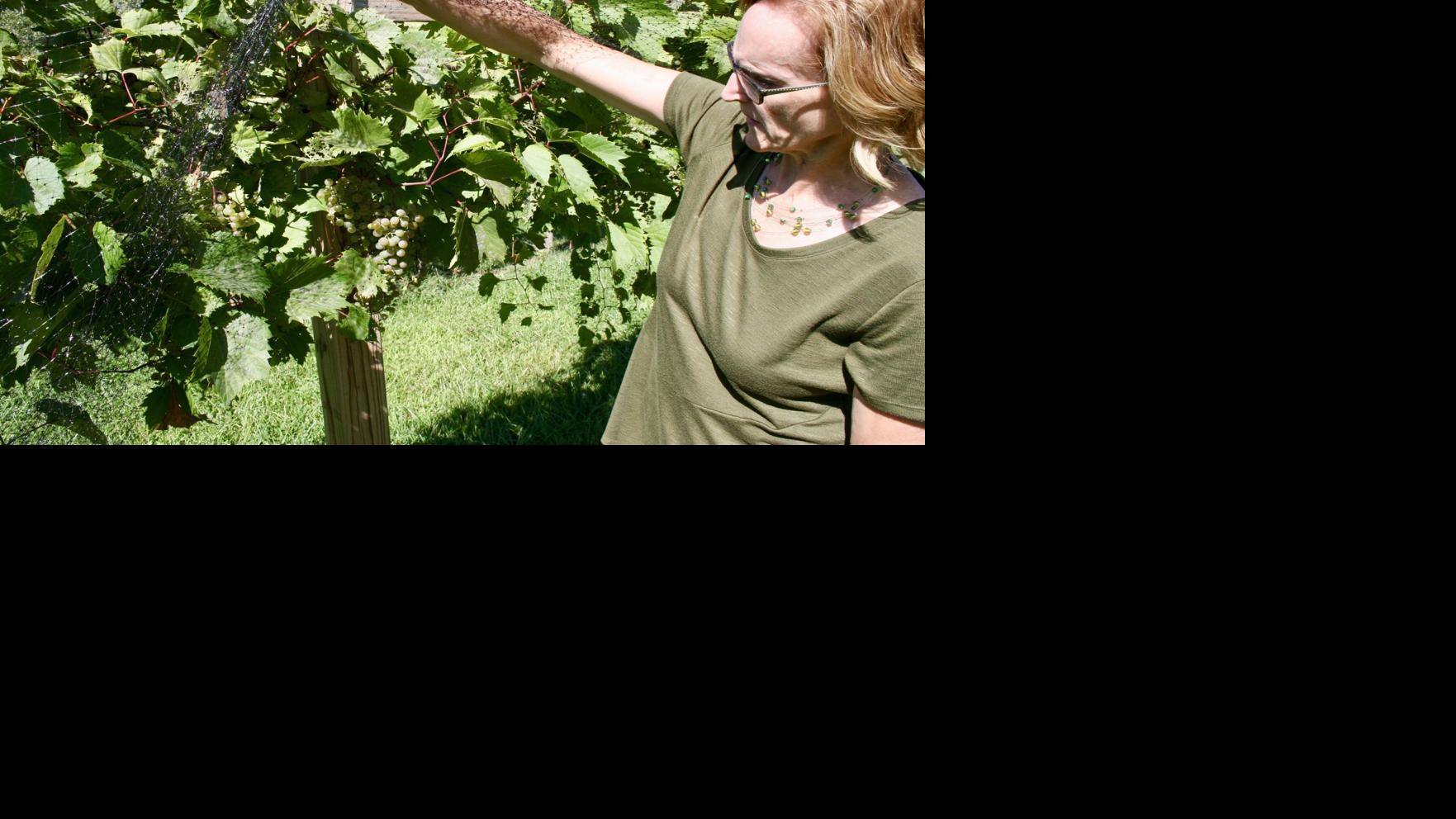 New Sioux City Vineyard Offers Iowa Wine In Scenic Setting Local Lifestyles Siouxcityjournal Com