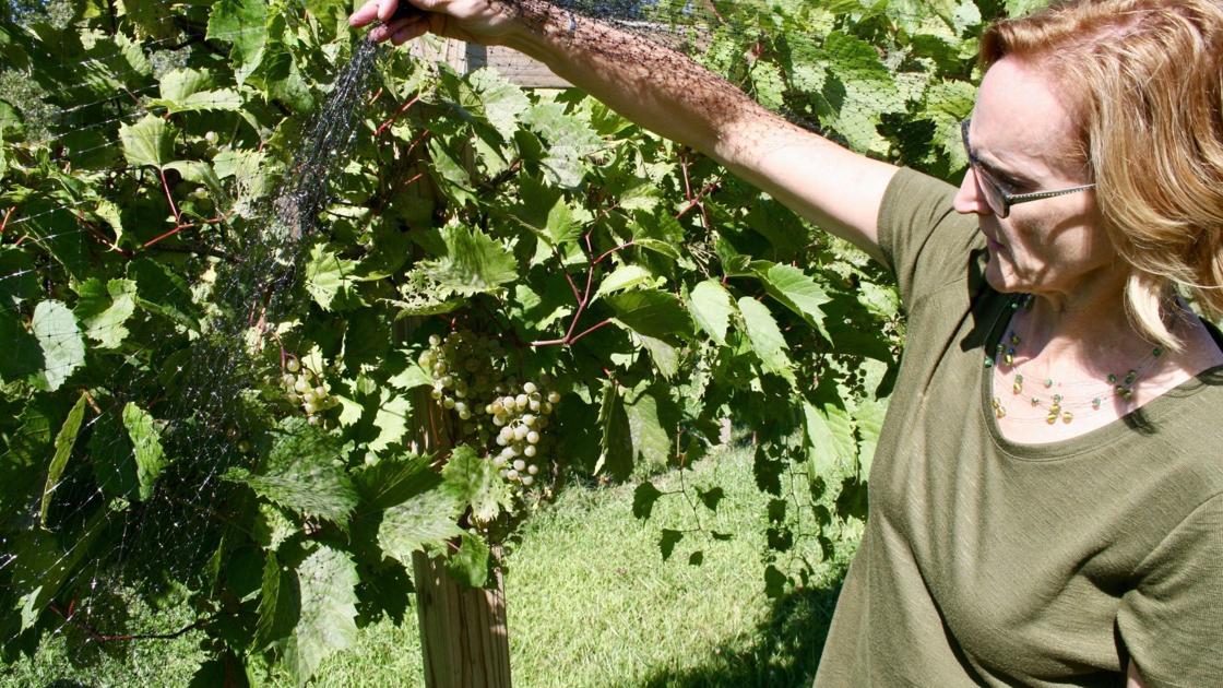 New Sioux City Vineyard Offers Iowa Wine In Scenic Setting Local Lifestyles Siouxcityjournal Com