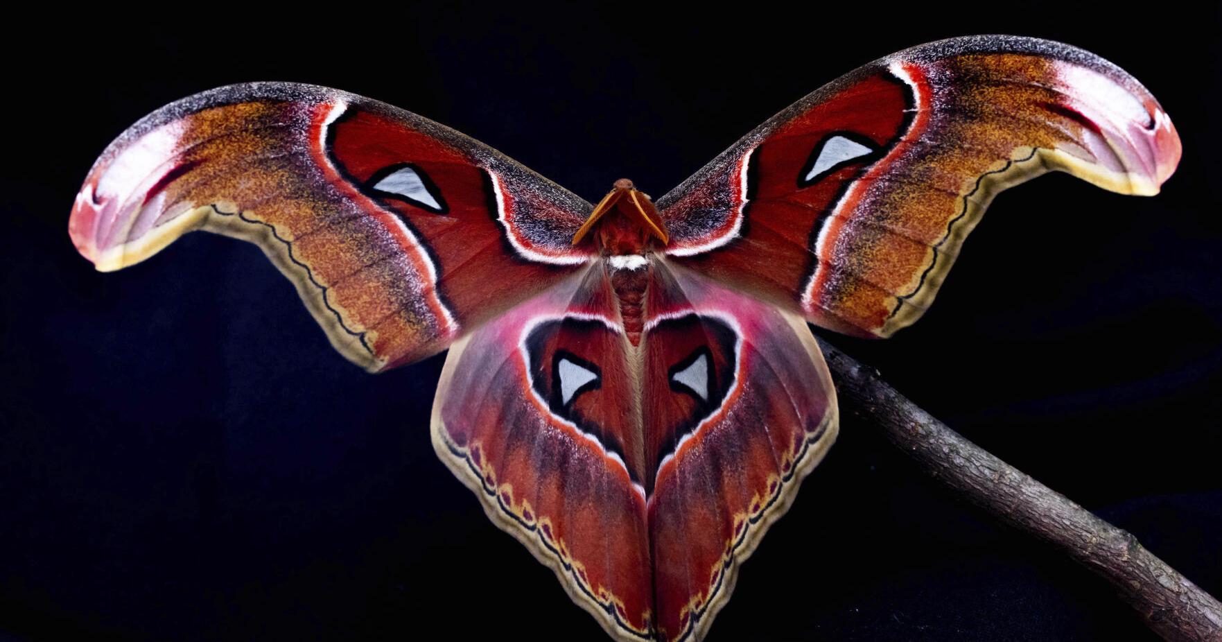 Are insects drawn to light? New research shows it's confusion, not fatal attraction - Vimarsana News