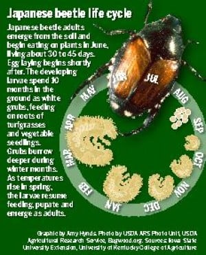 Japanese Beetle: Small bug, big bite