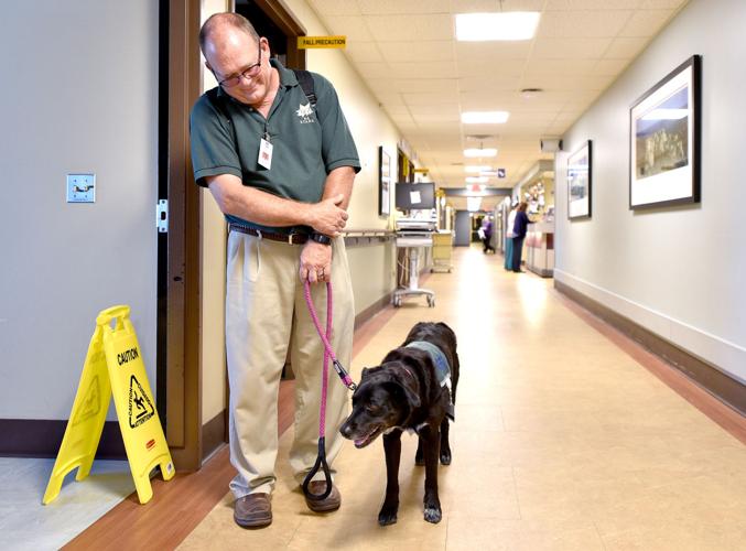 Therapy dog finds contentment comforting Siouxland hospital patients Therapy dog finds contentment comforting Siouxland hospital patients