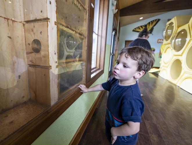 Dickinson County Nature Center bee exhibit