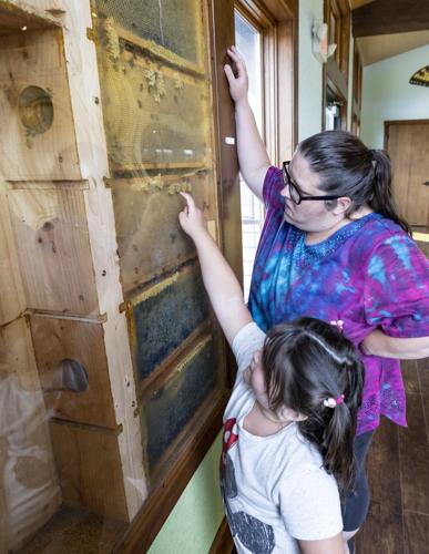 Dickinson County Nature Center bee exhibit