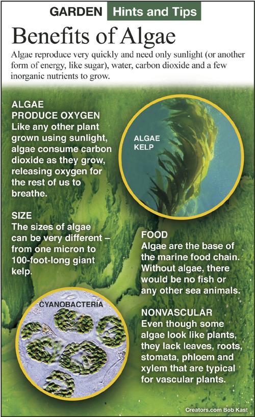 Algae Offers Many Benefits To The Environment Siouxland Homes Siouxcityjournal Com