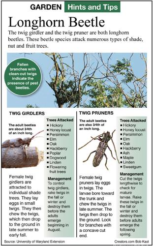Twig Girdlers and Dropped Twigs  Horticulture and Home Pest News
