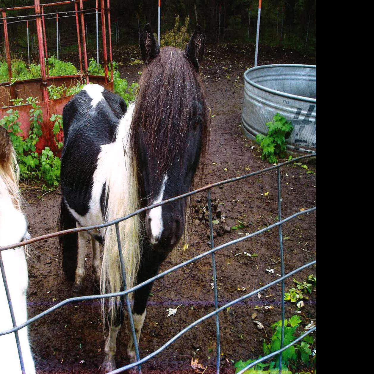 Dozens Of Neglected Dead Animals Discovered At Rural Alcester