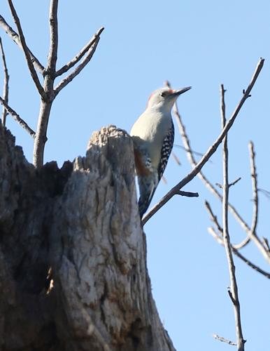 Bird feeders at Adams Homestead and Nature Preserve