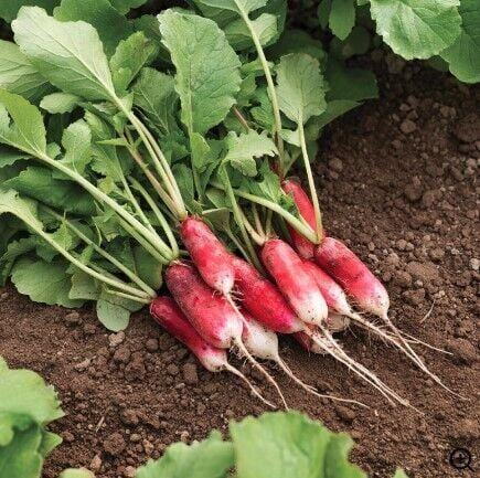 Picking the perfect vegetable seeds - Vimarsana News