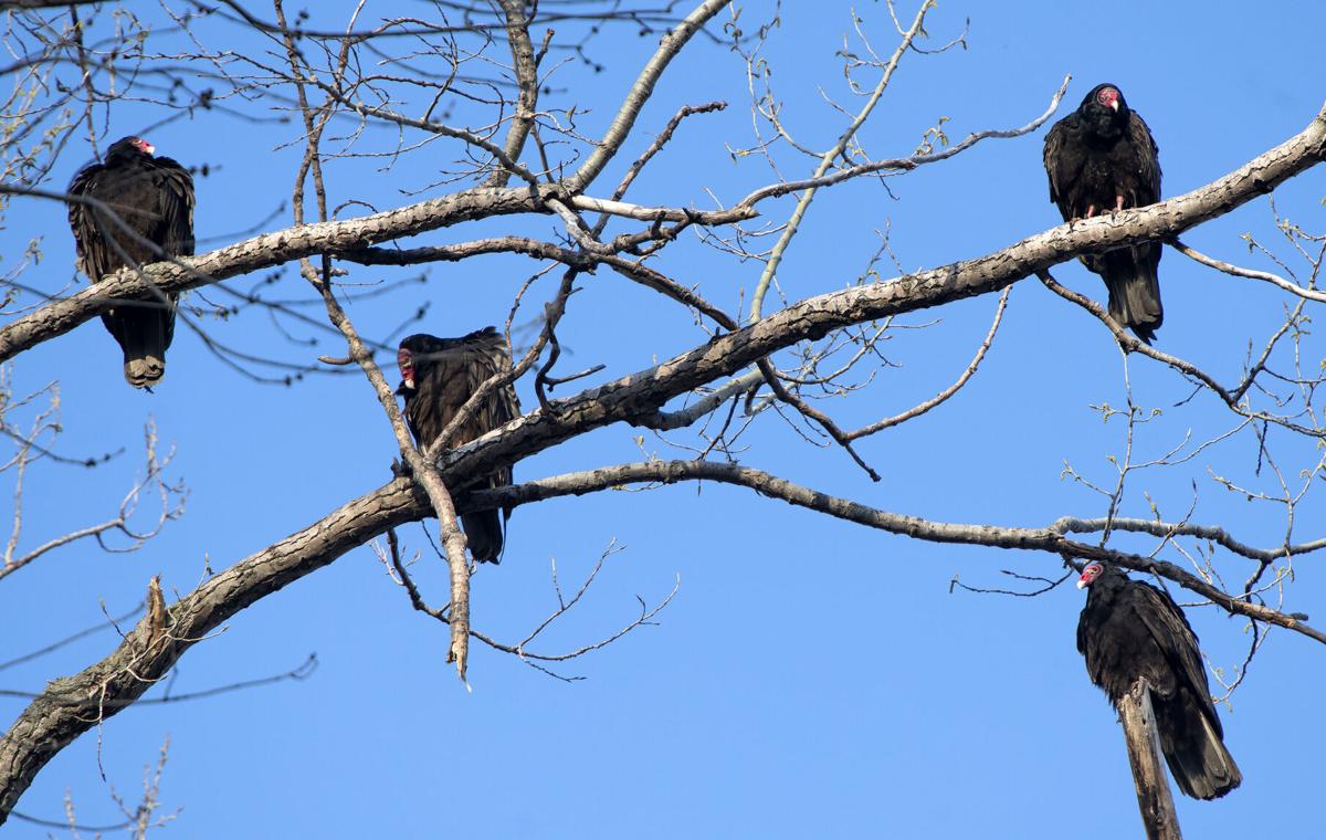 to closer inch Siouxland Turkey vultures and closer