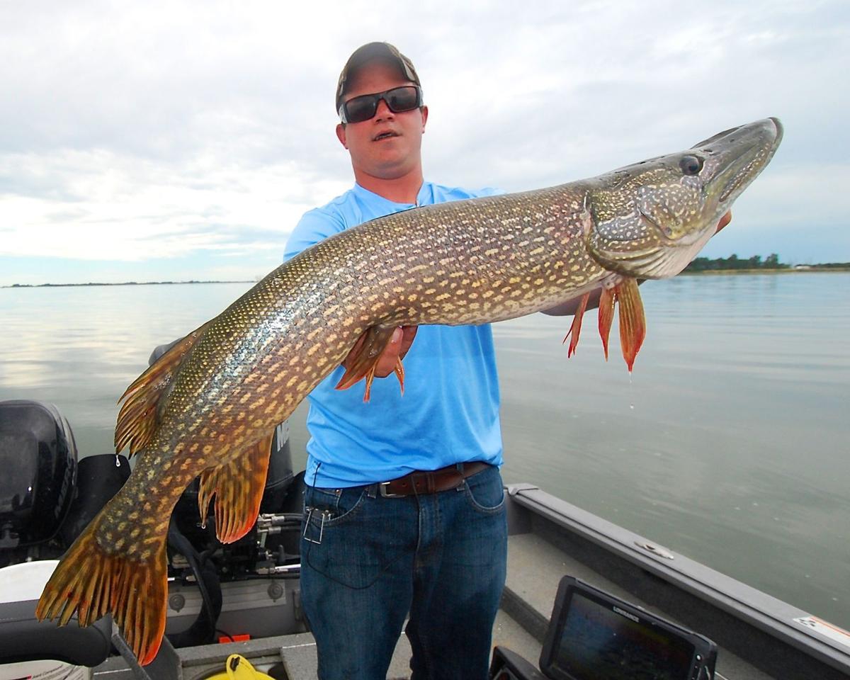 Myhre Summer Walleye Bite On Bitter Going Strong Outdoors