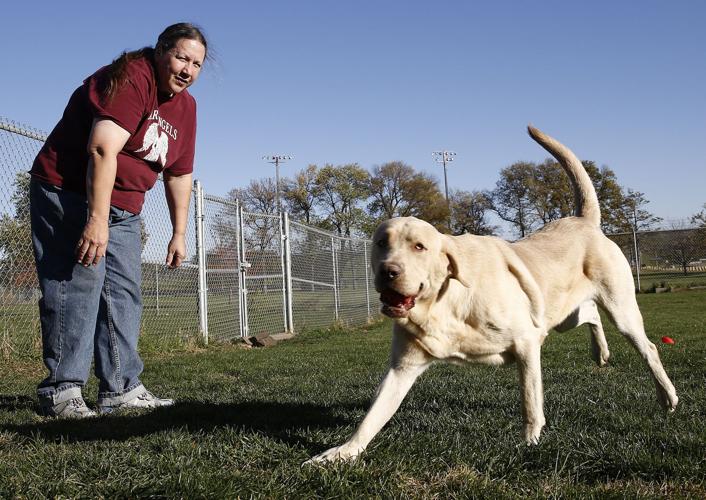 Hunting dog Sioux City Animal Adoption and Rescue Center