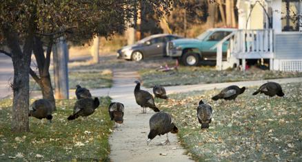 Sioux City wild turkeys: Fun facts about Thanksgiving bird - Vimarsana News
