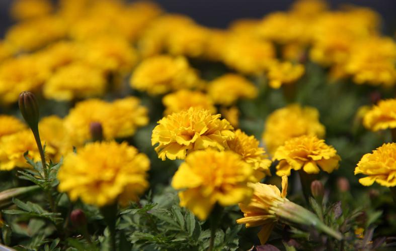 LIFE GARDEN-DROP-IN-BLOOMS 1 TB