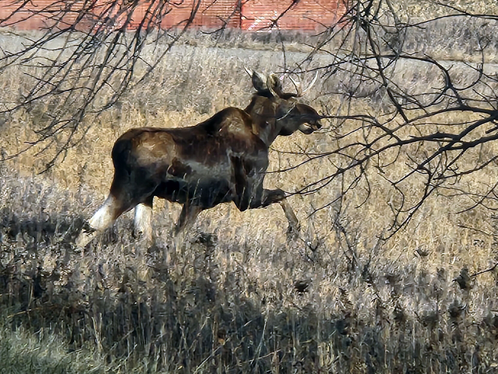 Moose on the loose in Dickinson County