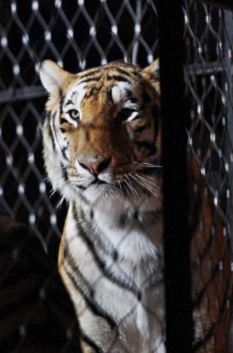 Abu Bekr Shrine Circus 040914