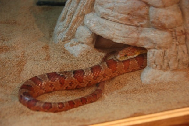 Snake