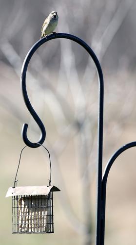 Bird feeders at Adams Homestead and Nature Preserve