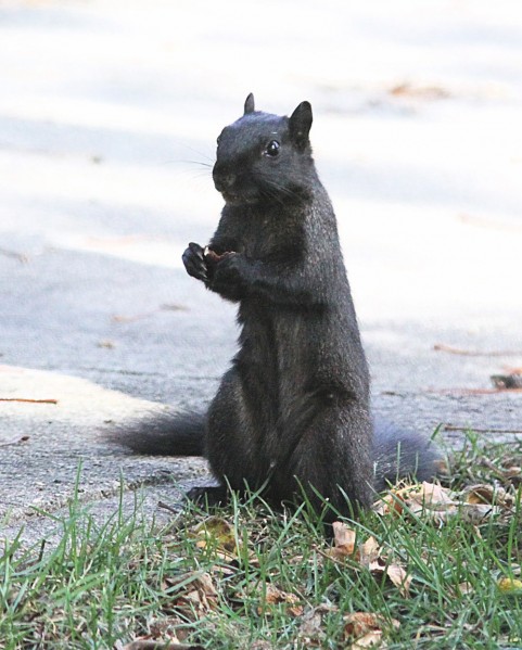 Black squirrels are found around Iowa  Outdoors  siouxcityjournal.com