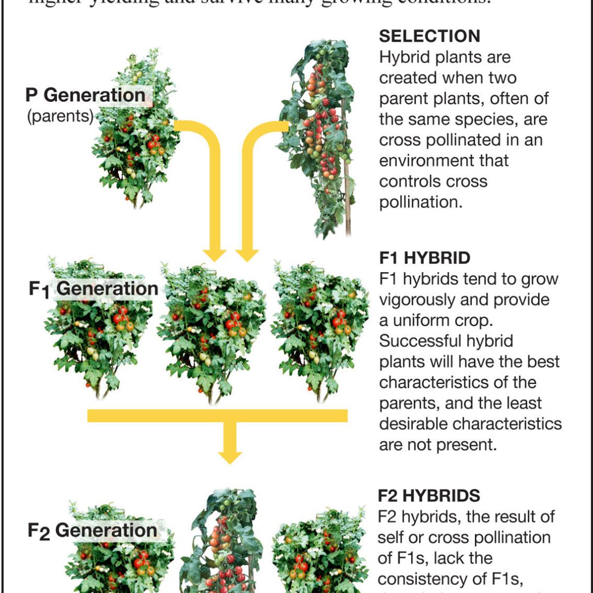Choose F1 Hybrids If They Have Ideal Characteristics Siouxland Homes Siouxcityjournal Com