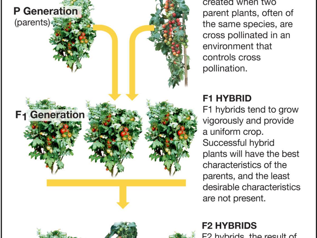 Choose F1 Hybrids If They Have Ideal Characteristics Siouxland Homes Siouxcityjournal Com
