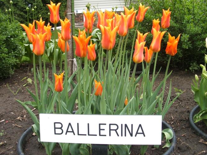 Ballerina tulips