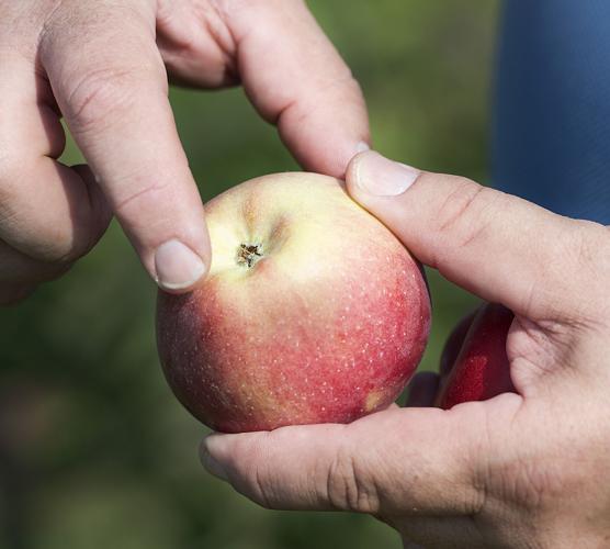 Trapple Orchard