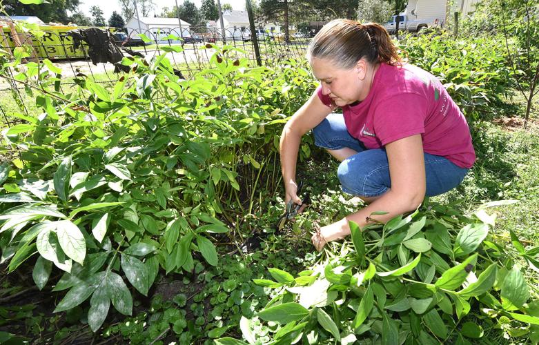 Fall garden work