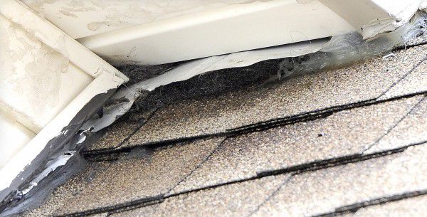 This is the bat-time to batproof your home