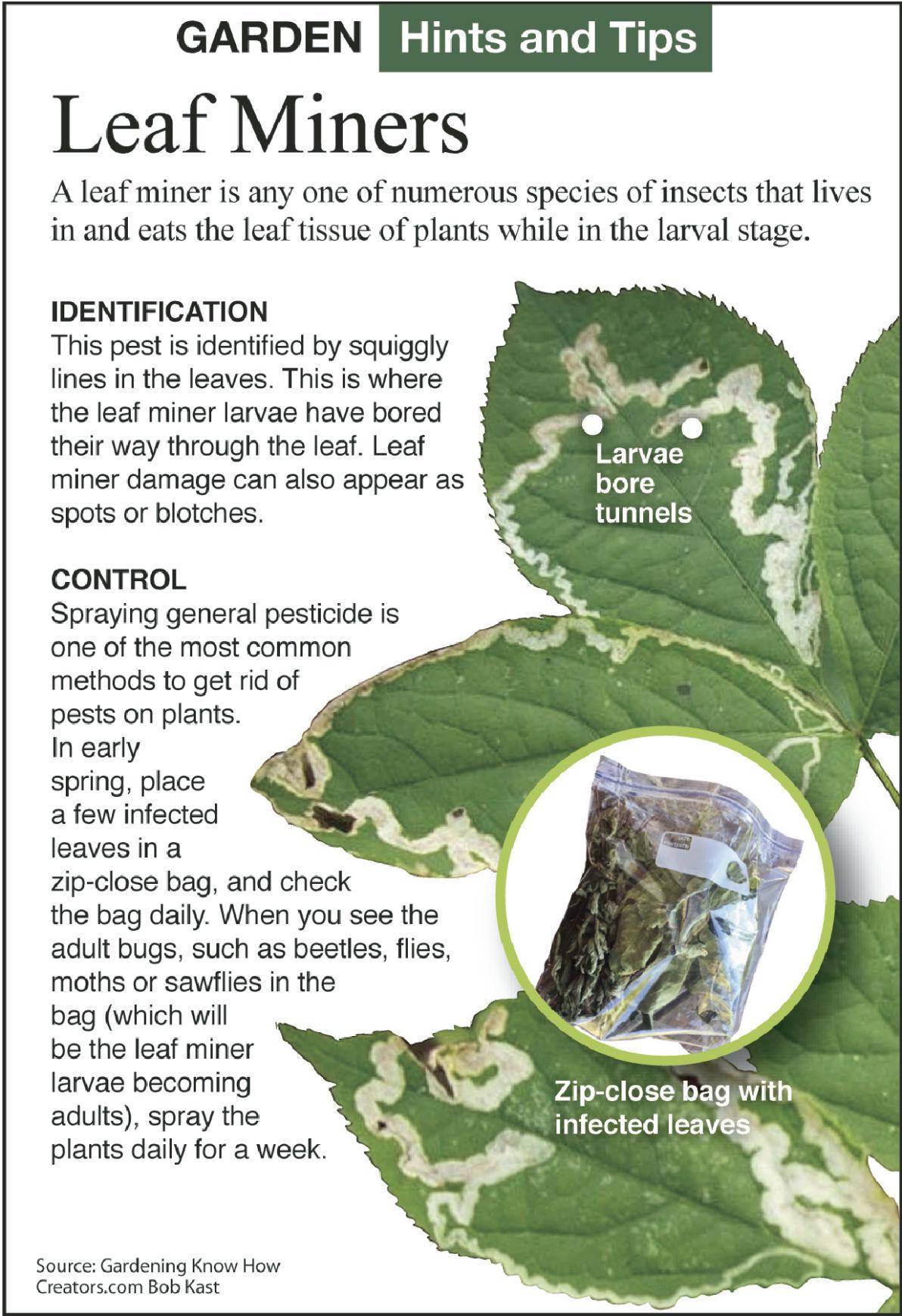 Use systemic insecticide to control leaf miners