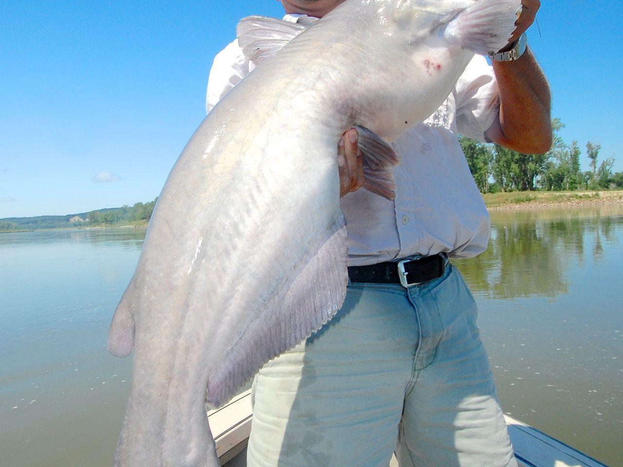 Myhre We Drift For Elusive Blue Catfish On Missouri Outdoors
