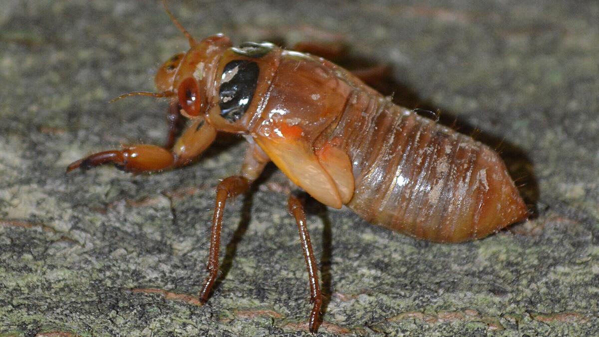 Brood X is almost here. Billions of cicadas to emerge in ...