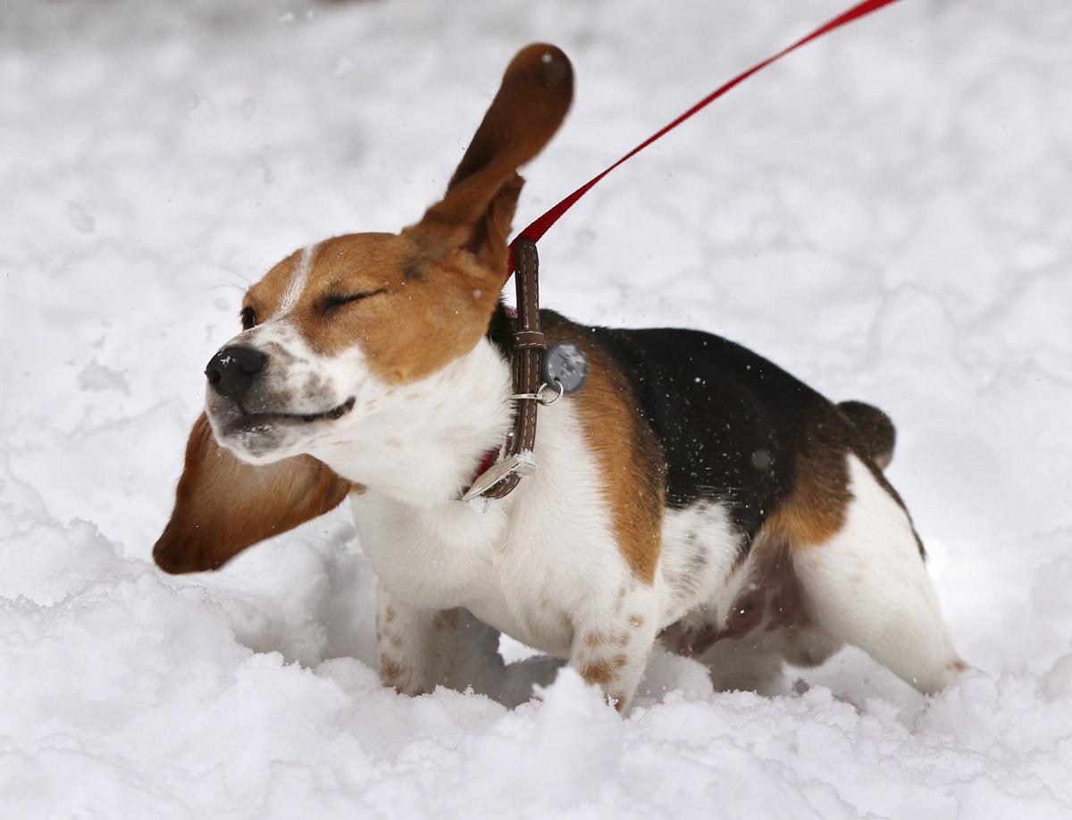 2015: Little Yellow Dog