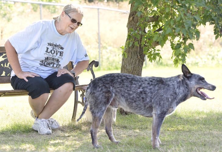 Dog Socialization