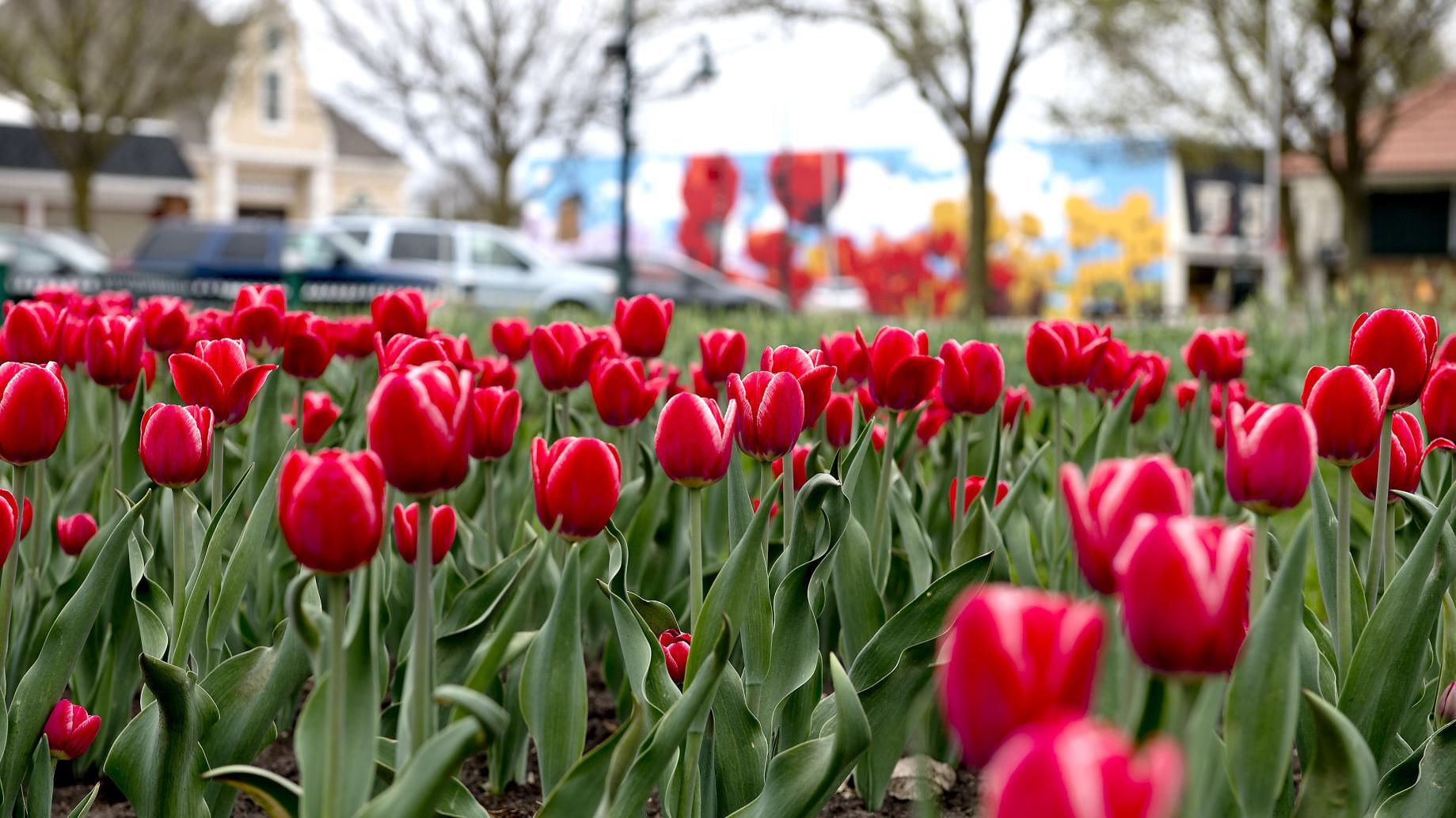 2021 Orange City Tulip Festival Set For May 13 15 Year After Covid Related Cancellation Local Briefs Siouxcityjournal Com Tulip Festival Orange City 2022