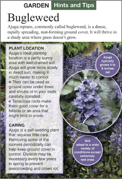 Honeyle Bugleweed Invade Landscapes Siouxland Homes Siouxcityjournal Com Honeyle Bugleweed Invade, Ajuga Ground Cover Invasive