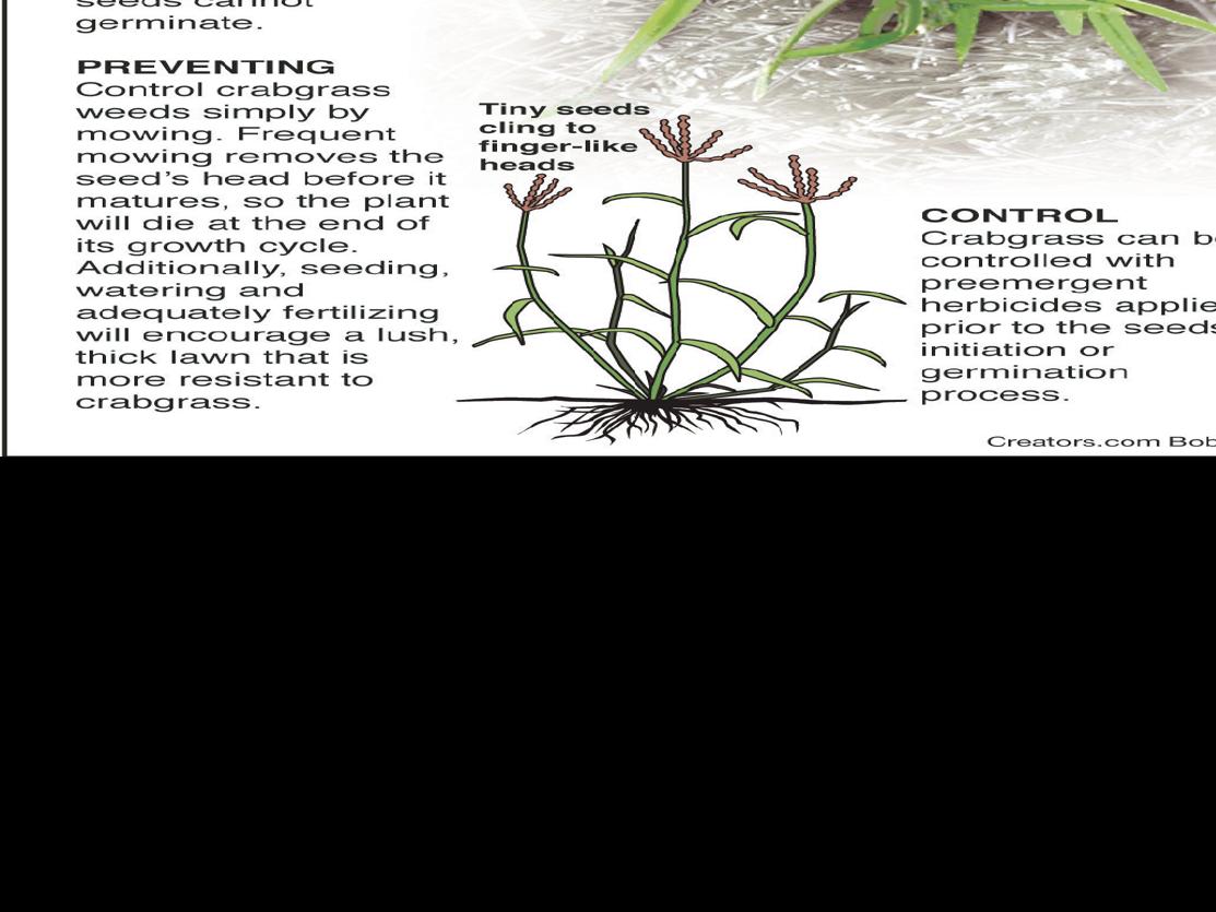 Plant More Good Grass Seed To Control Crabgrass Siouxland Homes Siouxcityjournal Com