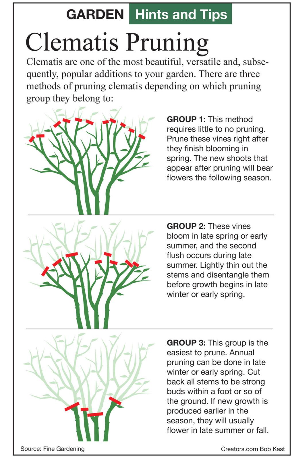 Pruning Clematis Vines Siouxland Homes Siouxcityjournal Com