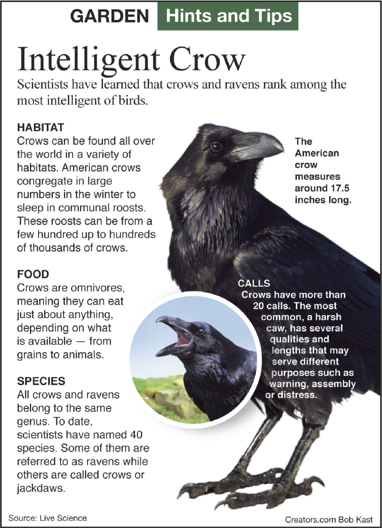 all about crow