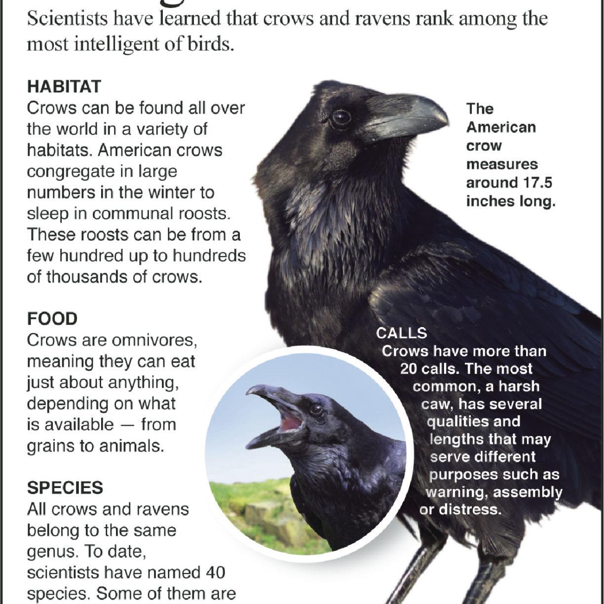 Crows Make Noise To Drive Away Predators Siouxland Homes Siouxcityjournal Com