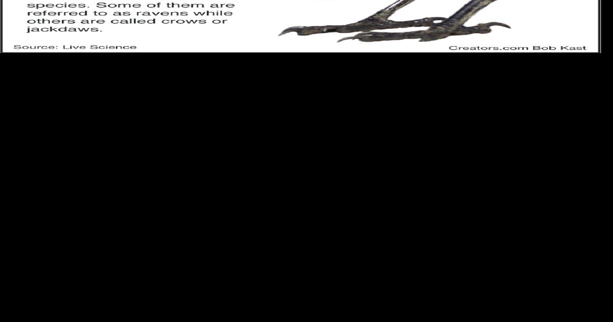 Crows make noise to drive away predators