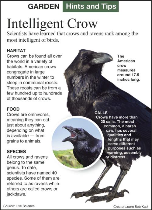 Crows Make Noise To Drive Away Predators Siouxland Homes Siouxcityjournal Com