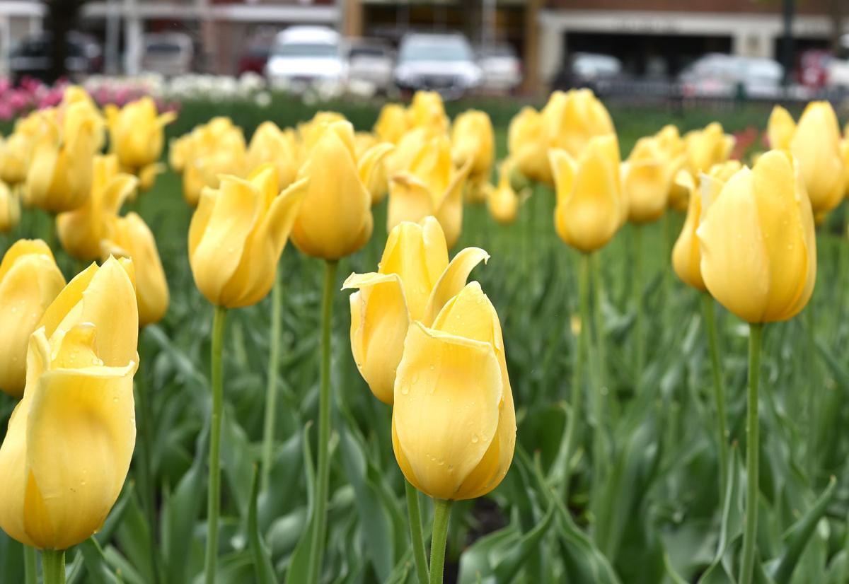 Photos Orange City prepares for Tulip Festival